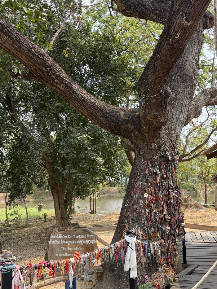 A large tree at Choeung Ek covered in bracelets left by visitors