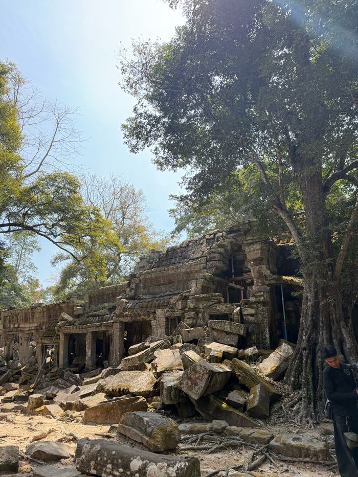 Collapsed stone ruins under giant trees at Ta Prohm
