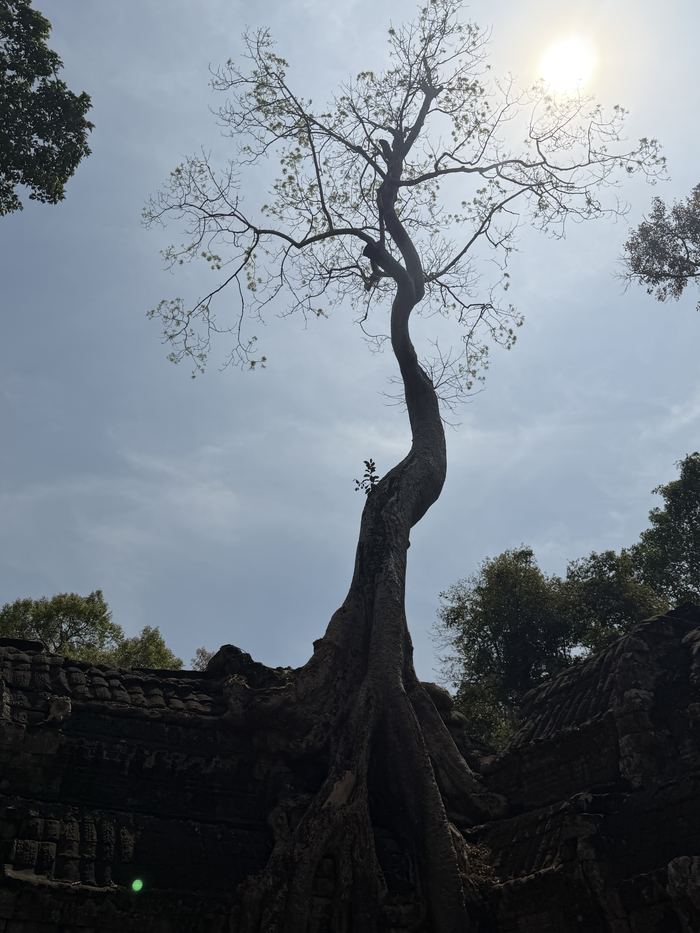 A tall tree growing out of the ruins of Ta Prohm