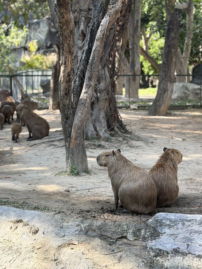 Capybaras resting under trees