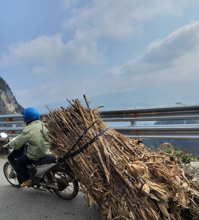 A motorbike carrying a giant bundle of dried corn stalks