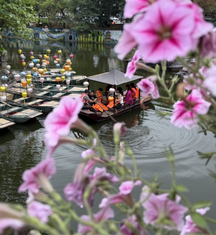 Boats on a lantern-decorated pond, seen through pink flowers
